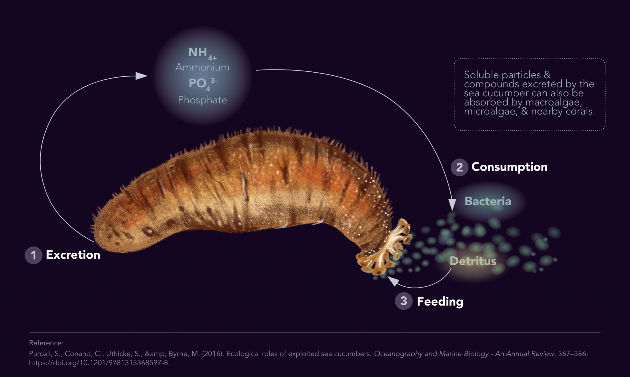 Holoth Homes for the Holothurians: Optimizing sea cucumber management ...