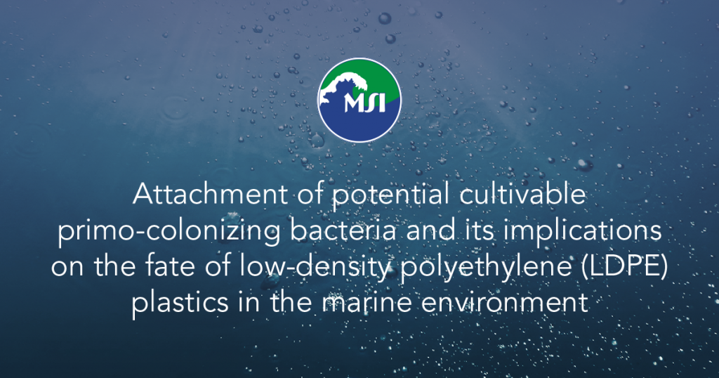 Attachment of potential cultivable primo-colonizing bacteria and its implications on the fate of low-density polyethylene (LDPE) plastics in the marine environment