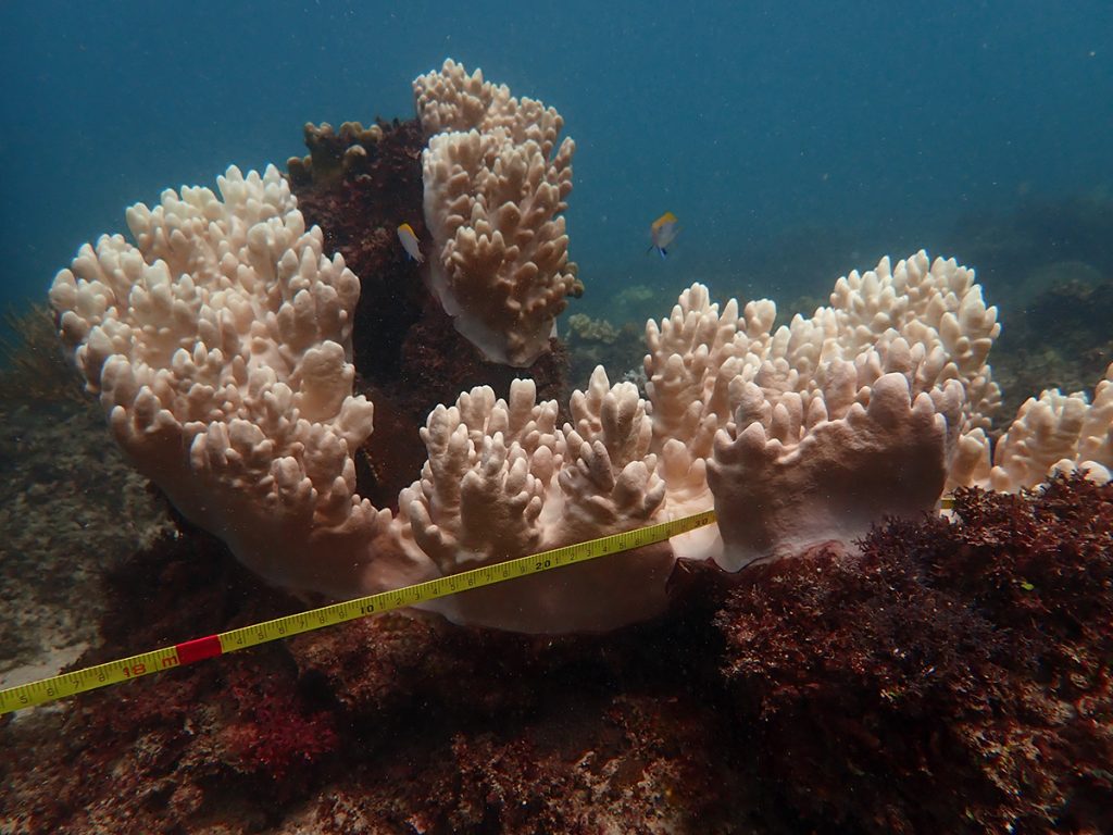 A world without color: the bleached soft corals of Bolinao