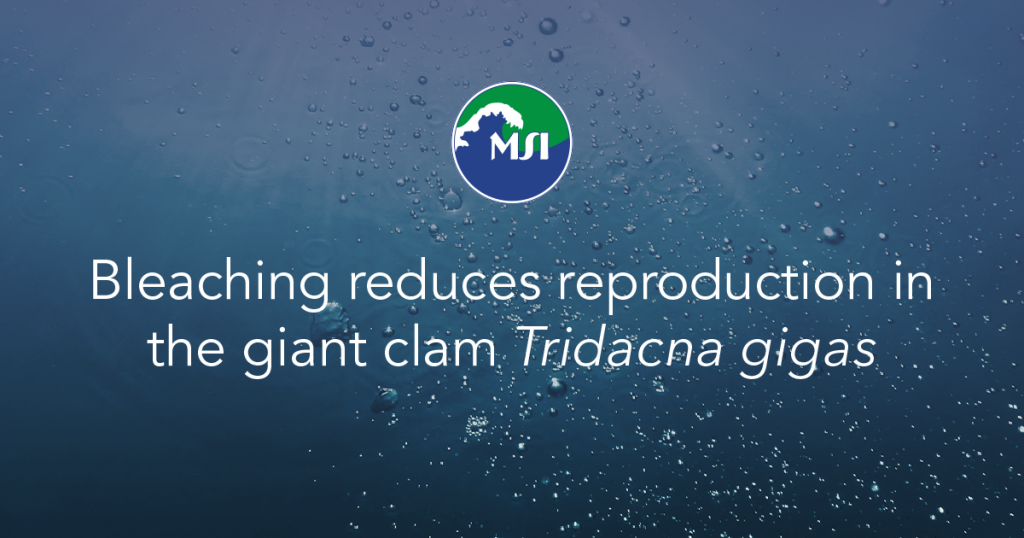 Bleaching reduces reproduction in the giant clam Tridacna gigas