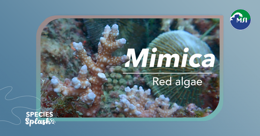 The genus Mimica was named for the ability of its type species, Mimica arnoldii, to mimic soft and hard corals.