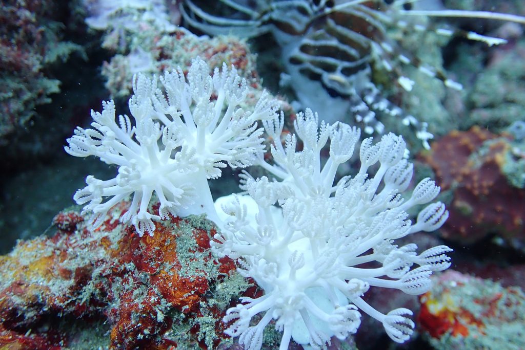 West Philippine Sea and Benham Bank soft corals are among most diverse in the world