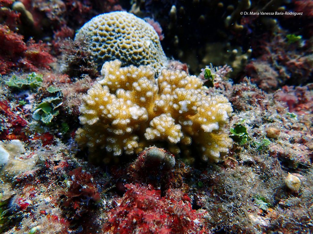 UP MSI to establish PH’s first coral cryobank facility for coral restoration