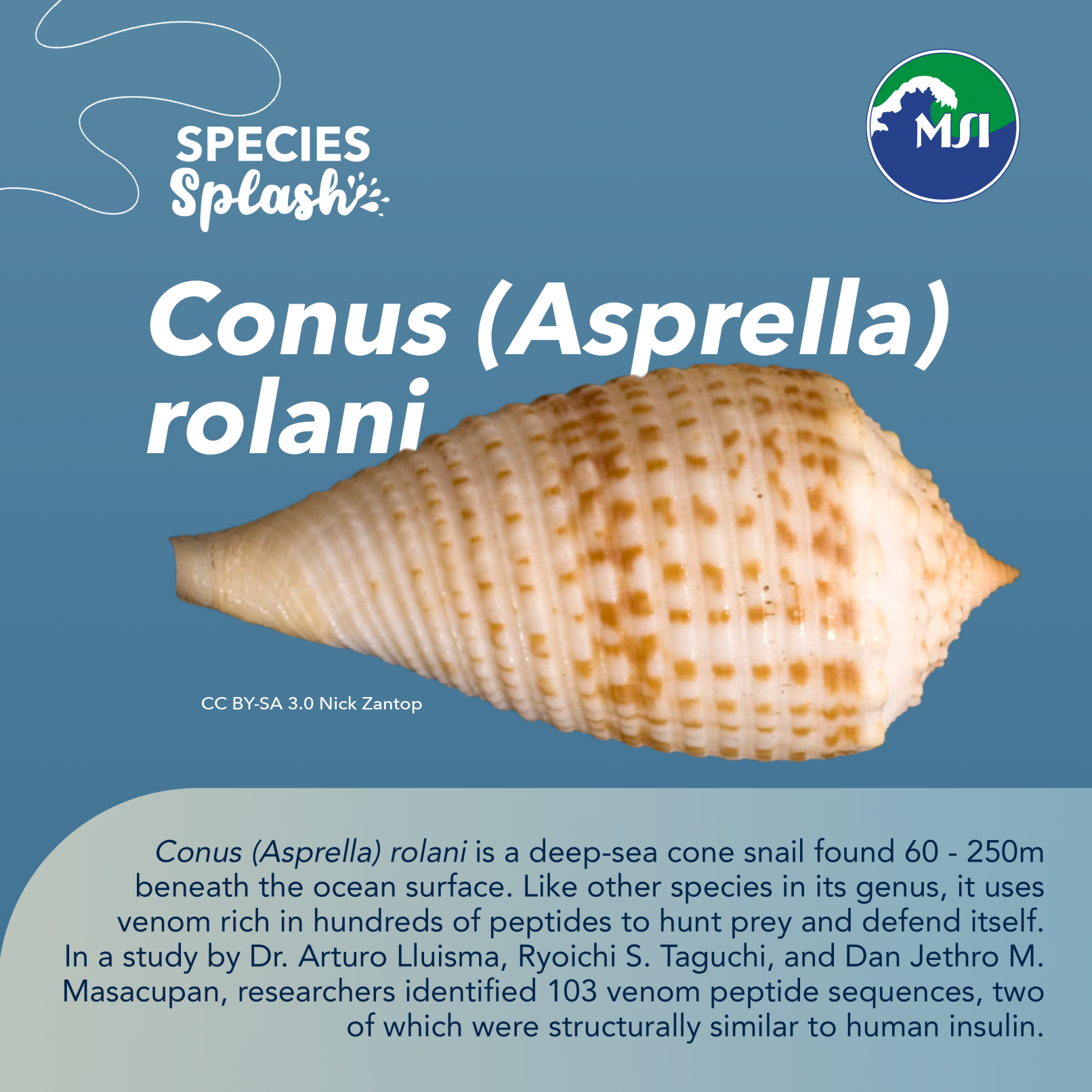 Conus rolani - Species Splash - UP Marine Science Institute