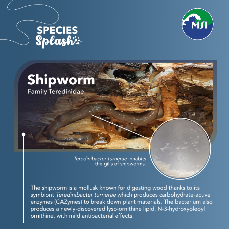 Shipworm - Species Splash - UP Marine Science Institute