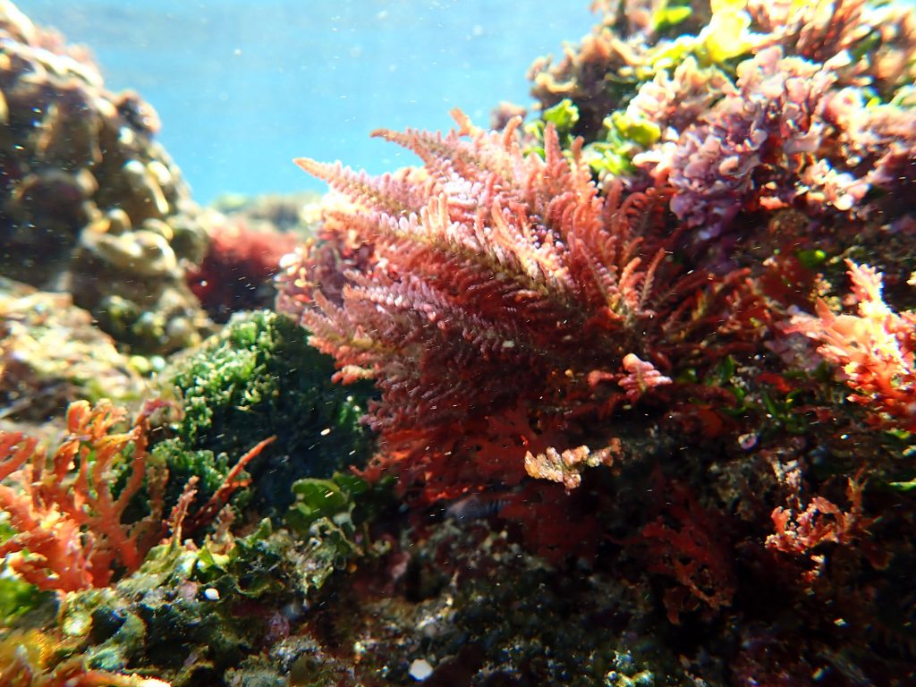 by Dr. Wilfred John E. Santiañez
Seaweeds are ecologically and economically important marine resources that have helped shape the culture and traditions of many coastal communities across the world.