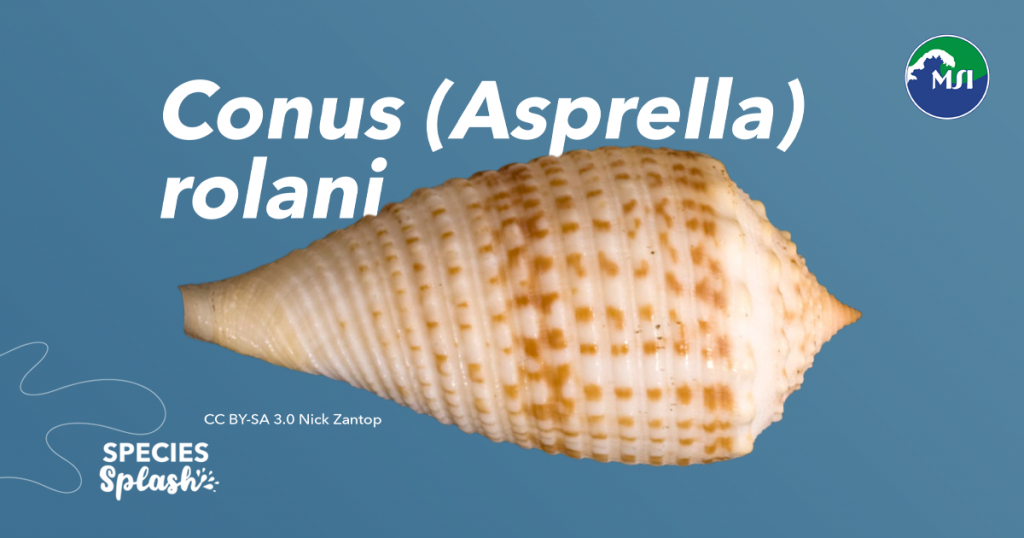 The Conus rolani (cone snails) may look small, but don’t underestimate them—they’re members of the Conus genus, the largest group of marine invertebrates with over 800 known species. Typically found in deep-water habitats (60 - 250m), these snails use venom packed with hundreds of peptides to hunt and defend themselves. However, C. rolani and the Asprella group remain understudied.