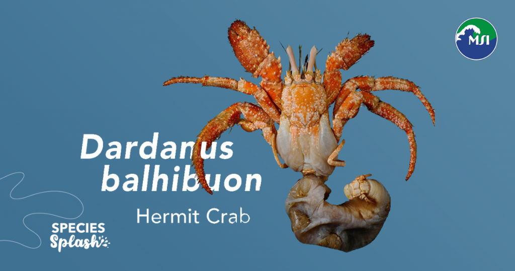 When this specimen was collected, it was mistaken for another species. It was only upon closer inspection of the museum material some years later that Dr. Machel Malay realized it was the discovery of a new species.