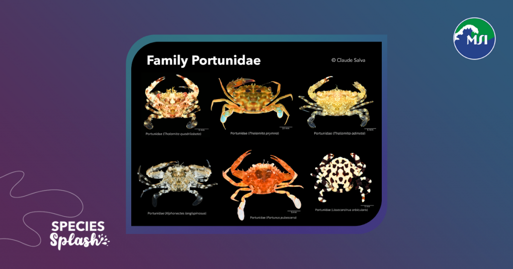 The Family Portunidae is no stranger to Filipinos as some of them are already familiar to us, including alimasag (blue swimming crabs) and alimango (mangrove crabs)!