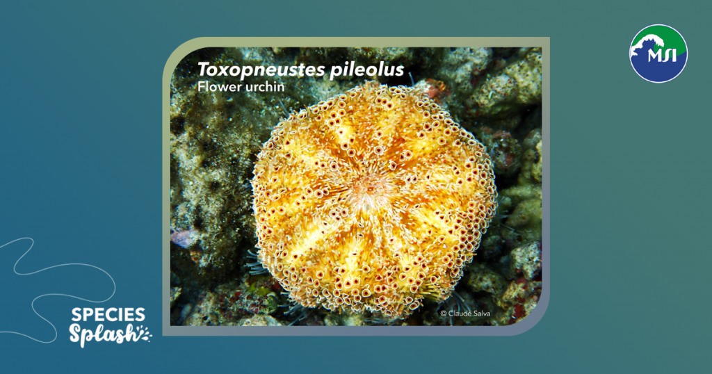 Toxopneustes pileolus, also called the flower urchin, is known as the most venomous sea urchin in the world. Its common name comes from the flower-like appearance of its pedicellariae: the tiny circles and triangles around its body, with a reddish dot in the center.
