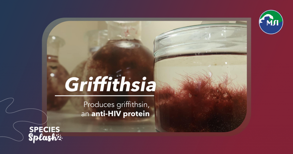 Red is the color of love, and this red seaweed reminds us to stay protected this love month!