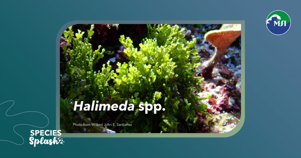 Halimeda species are remarkable green seaweeds easily identified by their compressed or cylindrical segments that contain a very high percentage of calcium carbonate (CaCO₃), often ranging from 40% to 90% of their entire bodies.