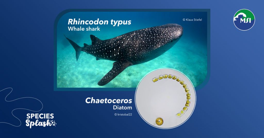This International Whale Shark Day, we shed light on what draws the beloved butanding to Donsol! A big part of it is the seasonal changes that influence diatom blooms — a special group of phytoplankton.