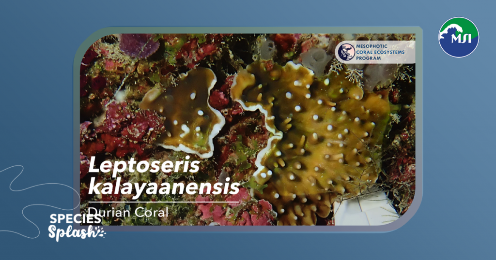 The coral Leptoseris kalayaanensis, nicknamed the “durian coral,” is easily recognizable by its spiky surface and blunt, white-tipped spines.