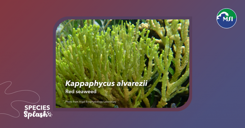 Not all red seaweeds are red, but they all have a special ability to store sugars in their cells that other seaweeds can't. One example of a red seaweed is Kappaphycus alvarezii: a major source of carrageenan, a polysaccharide that is used in a variety of commercial products.