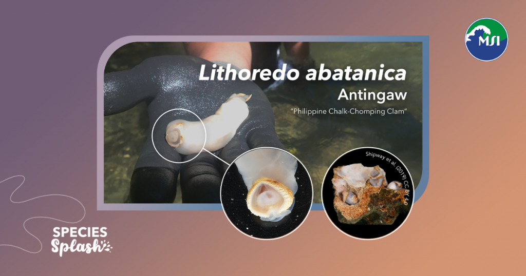 Meet the Philippine entry for International Mollusc of the Year! Lithoredo abatanica, also locally known as “antingaw” in Bohol, is the first known shipworm that lives within and eats through rock.