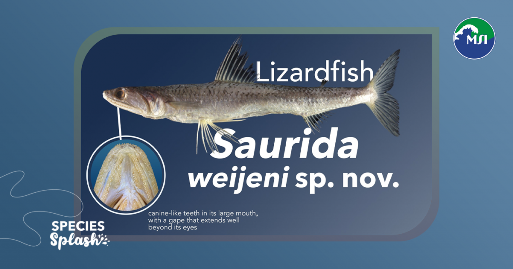 From the deep waters of Guimaras Island in the Western Visayas region of the Philippines and the North Macclesfield Bank in the South China Sea comes a discovery: Saurida weijeni sp. nov., a newly described species belonging to the family Synodontidae and genus Saurida.