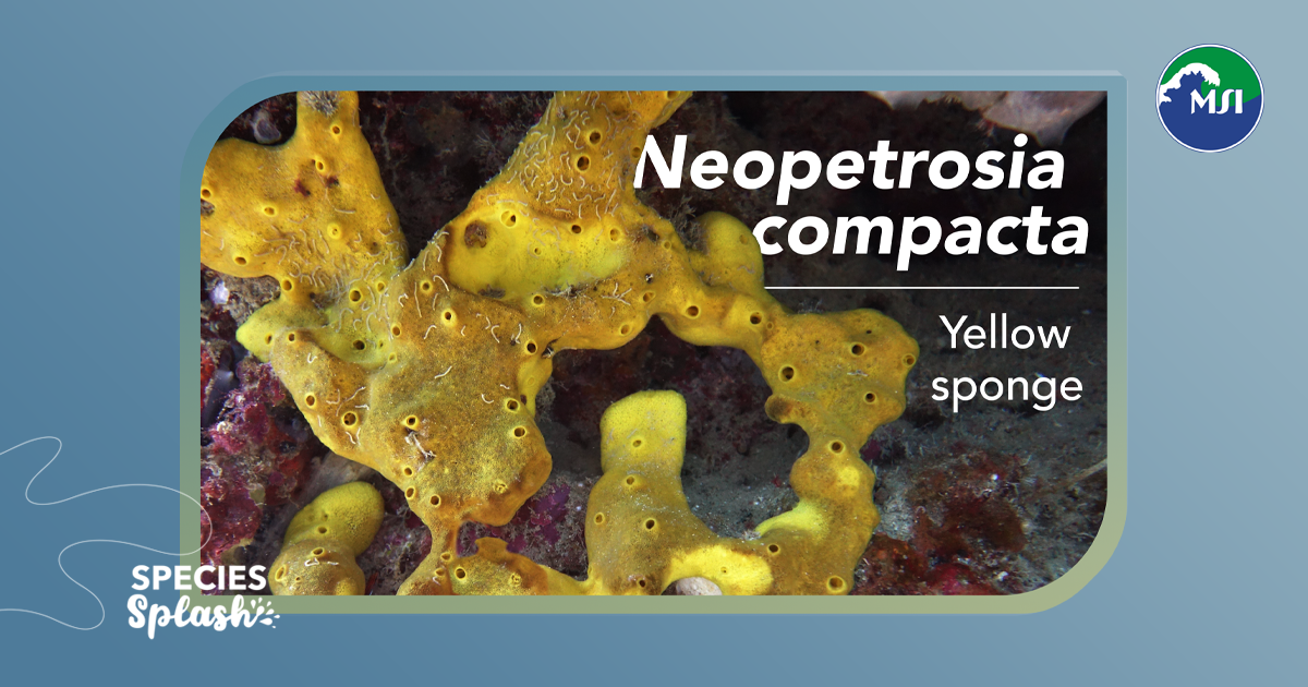 Compacta Science Neopetrosia compacta - Species Splash - UP Marine Science Institute