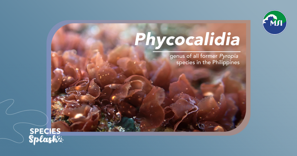 Harvested in the wild and sold as gamét or Philippine nori is Phycocalidia, a genus of tropical red seaweed. This genus was initially described and named as Calidia and later renamed by Filipino phycologist Dr. Wilfred John Santiañez and Dr. Michael Wynne, and has now been officially reinstated!