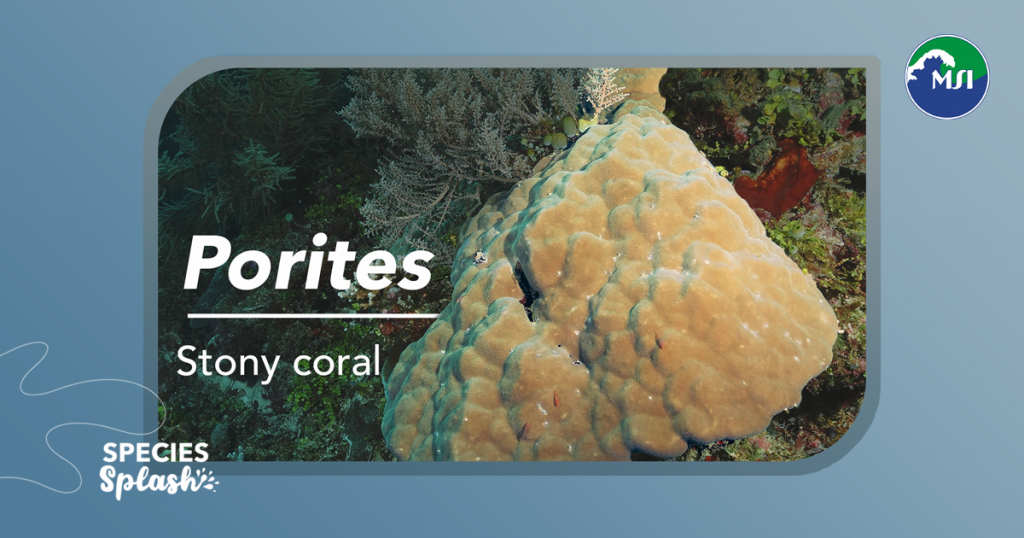 The long-lived stony coral Porites is home to many generations of marine life, and is a major builder of coral reef ecosystems in the Indo-Pacific region.