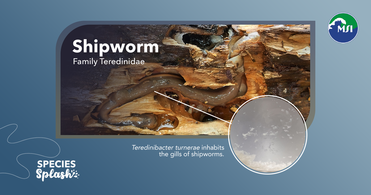 Shipworm - Species Splash - UP Marine Science Institute