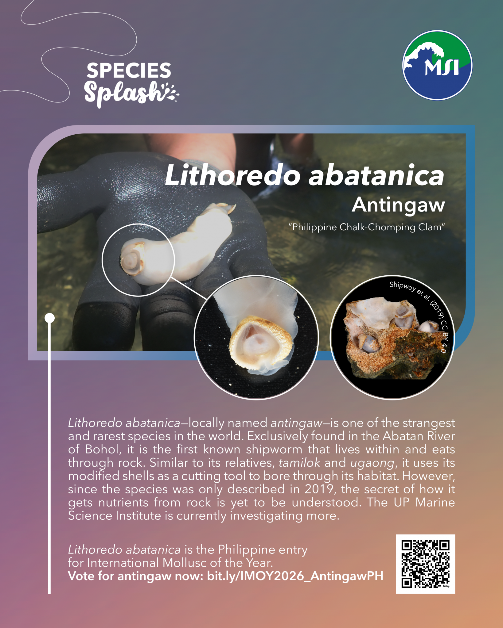 Lithoredo abatanica - Species Splash - UP Marine Science Institute