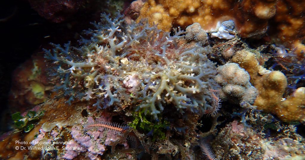 QUEZON CITY, PHILIPPINES — What is it like to conduct science in the country's westernmost inhabited island? This International Day of Biological Diversity and as the Philippines celebrates Month of the Ocean, the UP Marine Science Institute is launching a new webpage featuring the marine life and research done in the Kalayaan Island Group over the years.