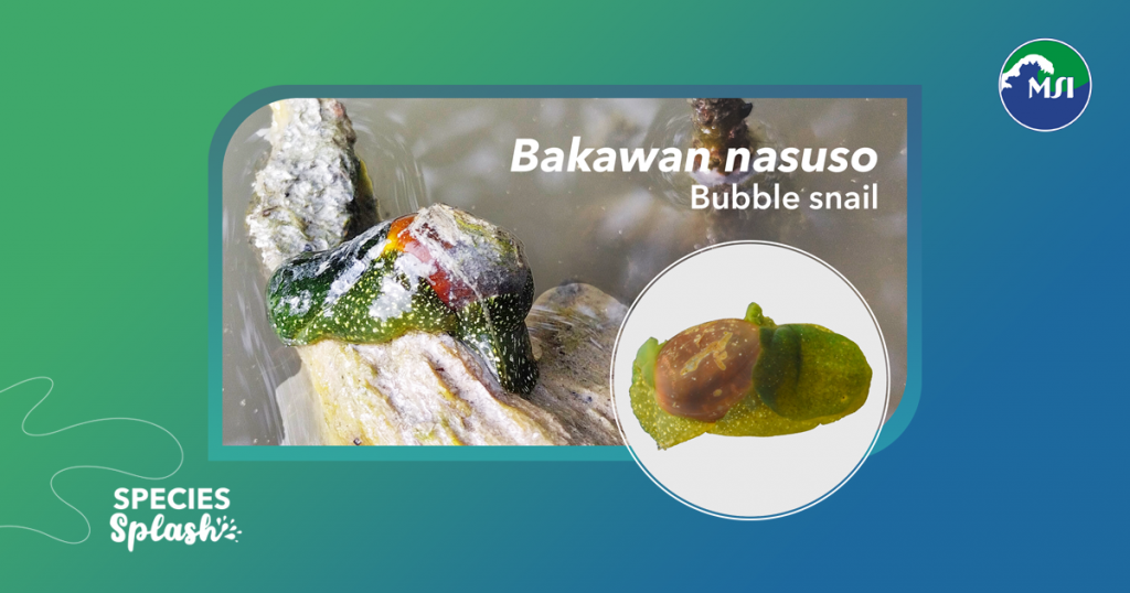 You’ve heard of bubble tea, now get ready for a bubble snail! To celebrate yesterday’s World Mangrove Day, we introduce you to our latest discovery: Bakawan nasuso, a newly-described species from a genus of bubble snails that live exclusively in mangrove ecosystems.